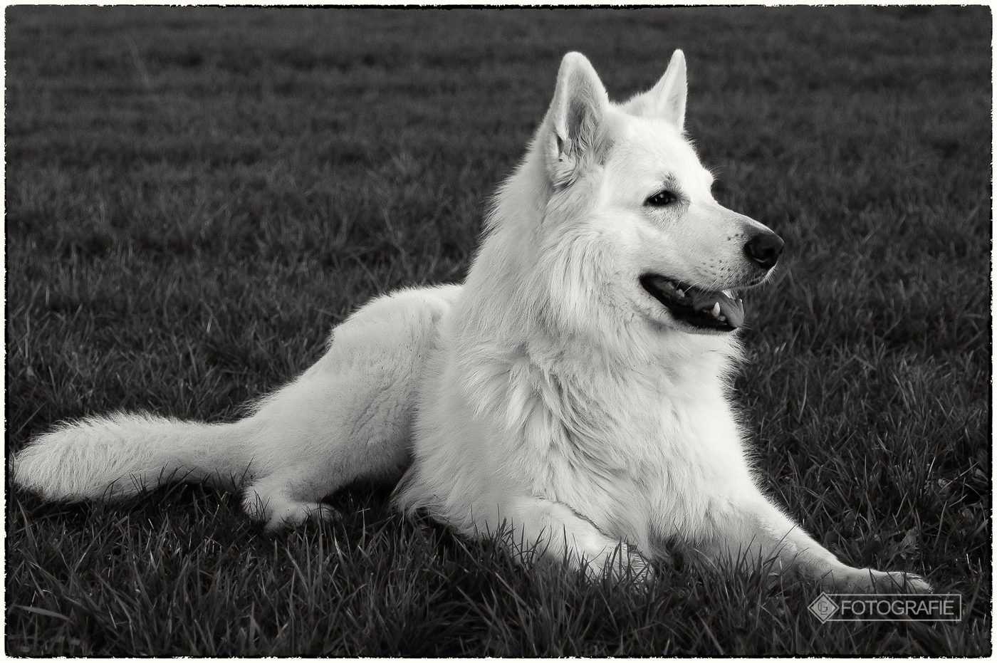 White shepherd 13